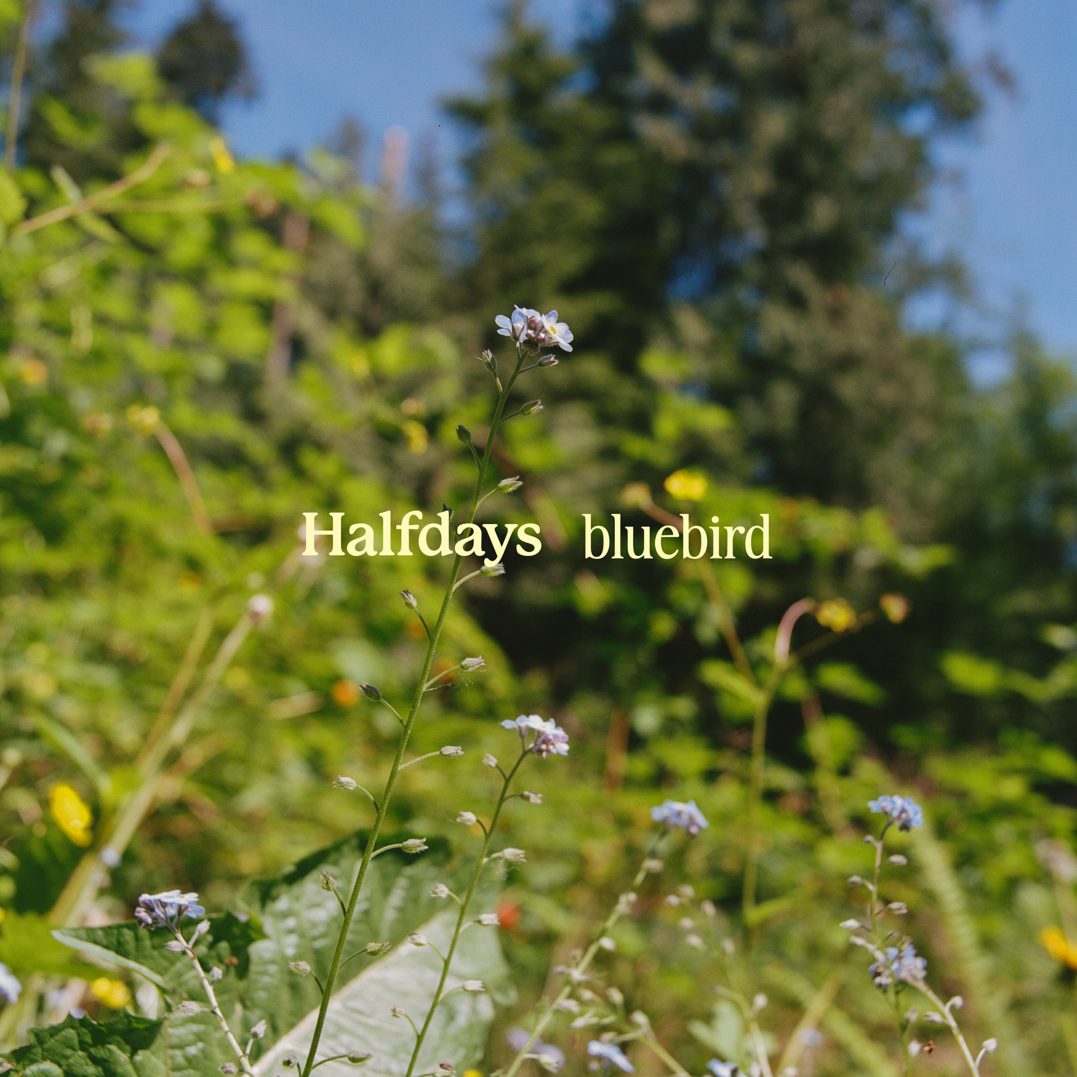 HALFDAYS BLUEBIRD COMMUNITY HIKE